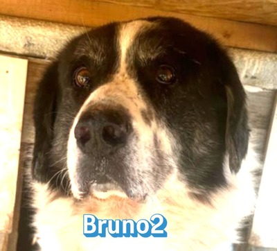 Bruno2, Hirtenhund-Mix - Rüde