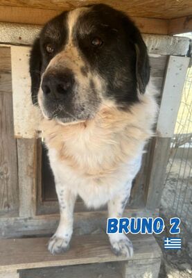 Bruno2, Hirtenhund-Mix - Rüde