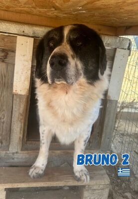 Bruno2, Hirtenhund-Mix - Rüde