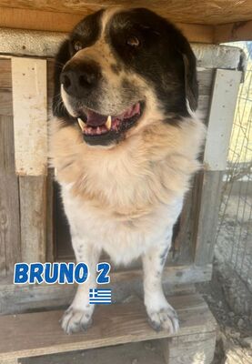Bruno2, Hirtenhund-Mix - Rüde