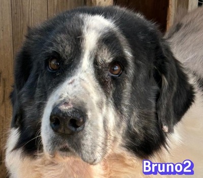 Bruno2, Hirtenhund-Mix - Rüde
