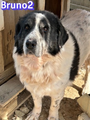 Bruno2, Hirtenhund-Mix - Rüde