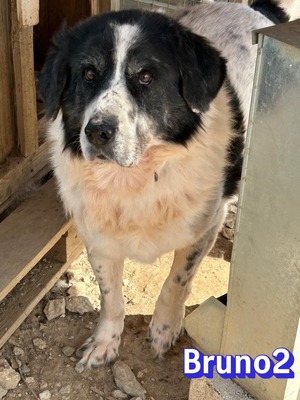 Bruno2, Hirtenhund-Mix - Rüde