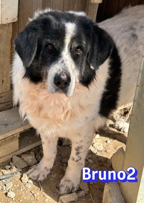 Bruno2, Hirtenhund-Mix - Rüde