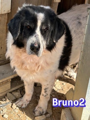 Bruno2, Hirtenhund-Mix - Rüde