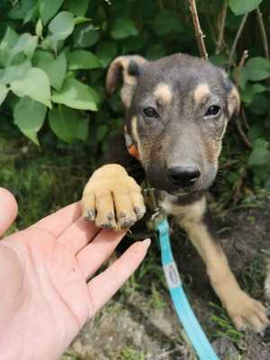 Bubaj wunderschöne Hündin sucht..., Schäfermischling Welpen - Hündin