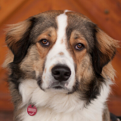 Bubba, Kaukasen-Mix - Rüde