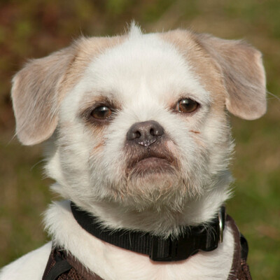 Bubi Jo, Mischling - Rüde