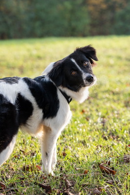Bubi - NOTFALL Österreich, Mischling - Hündin