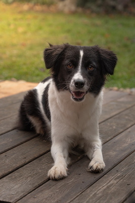 Bubi - NOTFALL Österreich, Mischling - Hündin