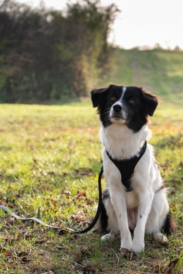 Bubi - NOTFALL Österreich, Mischling - Hündin
