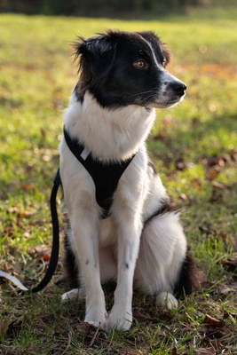 Bubi - NOTFALL Österreich, Mischling - Hündin