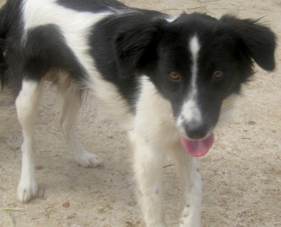 Bubi wartet auf IHR neues Zuhause-NOTFALL, Mischling - Hündin