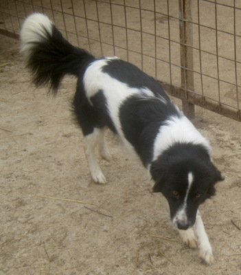 Bubi wartet auf IHR neues Zuhause-NOTFALL, Mischling - Hündin