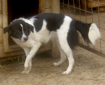 Bubi wartet auf IHR neues Zuhause-NOTFALL, Mischling - Hündin