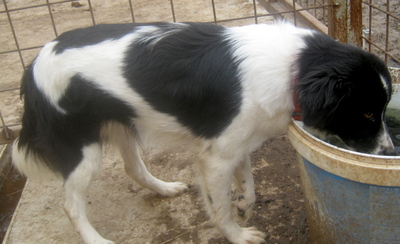 Bubi wartet auf IHR neues Zuhause-NOTFALL, Mischling - Hündin