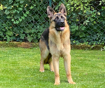 Bubile, Schäferhund - Rüde