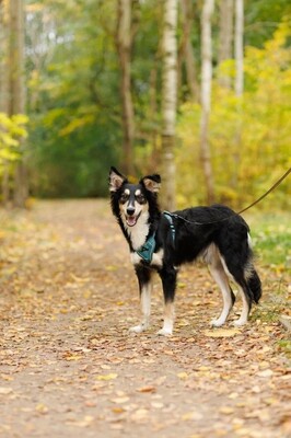 Bublik, Großspitz - Rüde