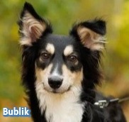 Bublik, Großspitz - Rüde