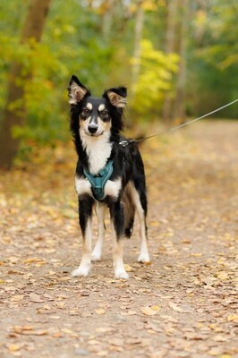 Bublik, Großspitz - Rüde