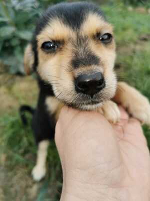 Bubu, Mischling Welpen - Rüde