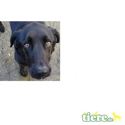 Bubu, unbekannt - Rüde