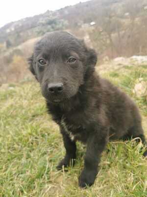 Buci, Mischling Welpen - Rüde