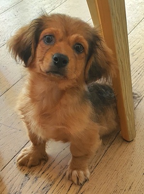 Buddy, 4 Monate alt, kleinbleibend, Pekinese-Mix-Rüde 4 Monate alt Welpen - Rüde 1