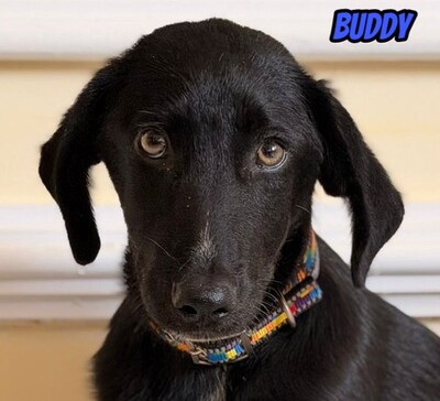 Buddy, Labrador - Rüde