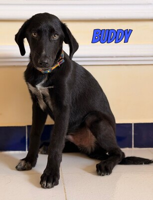 Buddy, Labrador - Rüde
