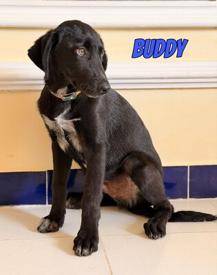 Buddy, Labrador - Rüde