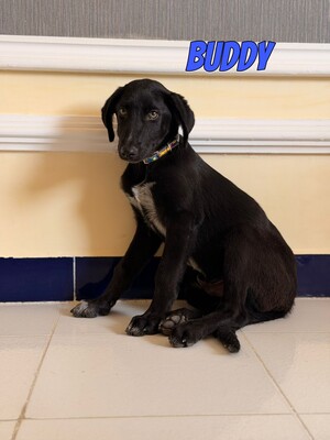 Buddy, Labrador - Rüde