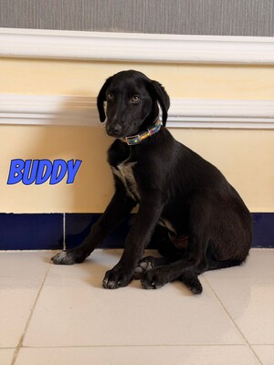 Buddy, Labrador - Rüde