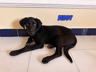 Buddy, Labrador - Rüde