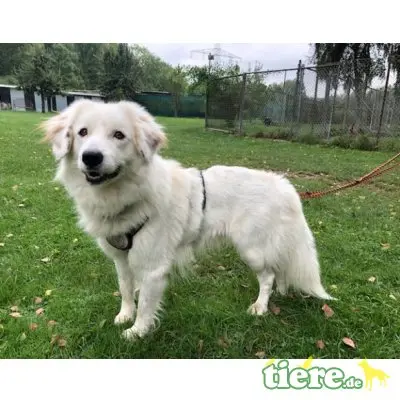 Buddy, Mischling - Rüde