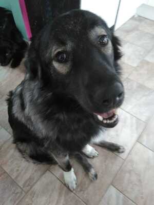 Buddy, Mischling - Rüde