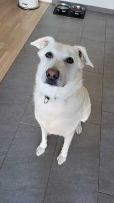 Buddy, Mischling - Rüde