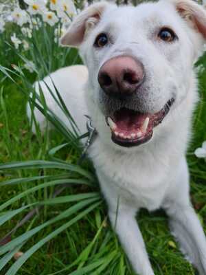 Buddy, Mischling - Rüde