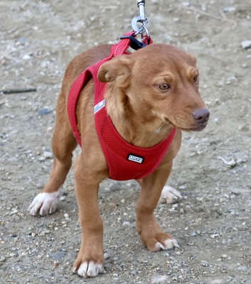 Buddy, Mix Welpen - Rüde