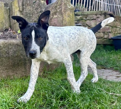 Buddy, Mix Welpen - Rüde