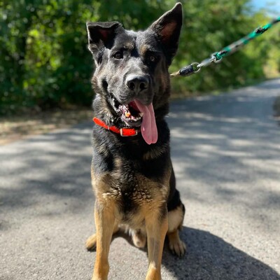 🐶Buddy Schäferhund Mischling ist ein echter Spaßvogel, liebt Spielzeug und kann sich wunderbar selbst beschäftigen💥, Schäferhund Mischling - Rüde