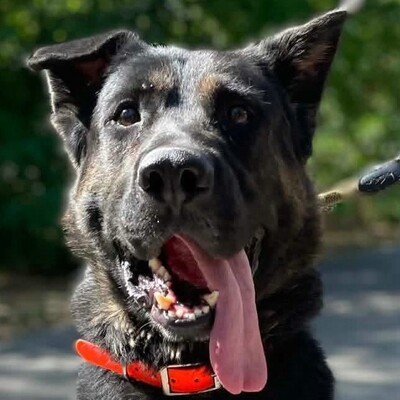 🐶Buddy Schäferhund Mischling ist ein echter Spaßvogel, liebt Spielzeug und kann sich wunderbar selbst beschäftigen💥, Schäferhund Mischling - Rüde