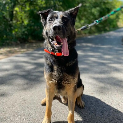 🐶Buddy Schäferhund Mischling ist ein echter Spaßvogel, liebt Spielzeug und kann sich wunderbar selbst beschäftigen💥, Schäferhund Mischling - Rüde