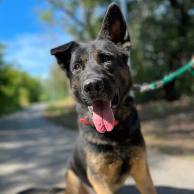 🐶Buddy Schäferhund Mischling ist ein echter Spaßvogel, liebt Spielzeug und kann sich wunderbar selbst beschäftigen💥, Schäferhund Mischling - Rüde