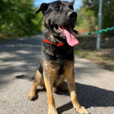 🐶Buddy Schäferhund Mischling ist ein echter Spaßvogel, liebt Spielzeug und kann sich wunderbar selbst beschäftigen💥, Schäferhund Mischling - Rüde