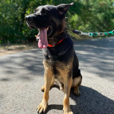 🐶Buddy Schäferhund Mischling ist ein echter Spaßvogel, liebt Spielzeug und kann sich wunderbar selbst beschäftigen💥, Schäferhund Mischling - Rüde