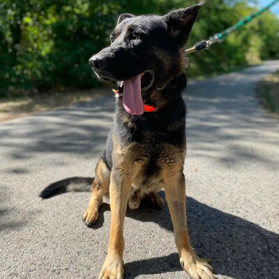 🐶Buddy Schäferhund Mischling ist ein echter Spaßvogel, liebt Spielzeug und kann sich wunderbar selbst beschäftigen💥, Schäferhund Mischling - Rüde