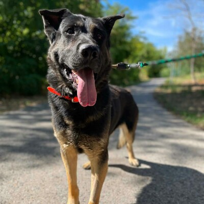 🐶Buddy Schäferhund Mischling ist ein echter Spaßvogel, liebt Spielzeug und kann sich wunderbar selbst beschäftigen💥, Schäferhund Mischling - Rüde