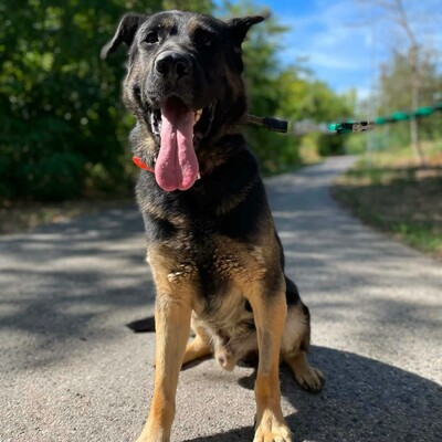 🐶Buddy Schäferhund Mischling ist ein echter Spaßvogel, liebt Spielzeug und kann sich wunderbar selbst beschäftigen💥, Schäferhund Mischling - Rüde