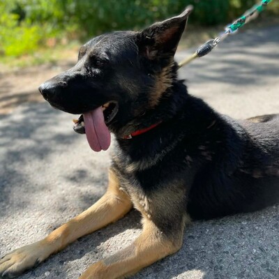 🐶Buddy Schäferhund Mischling ist ein echter Spaßvogel, liebt Spielzeug und kann sich wunderbar selbst beschäftigen💥, Schäferhund Mischling - Rüde